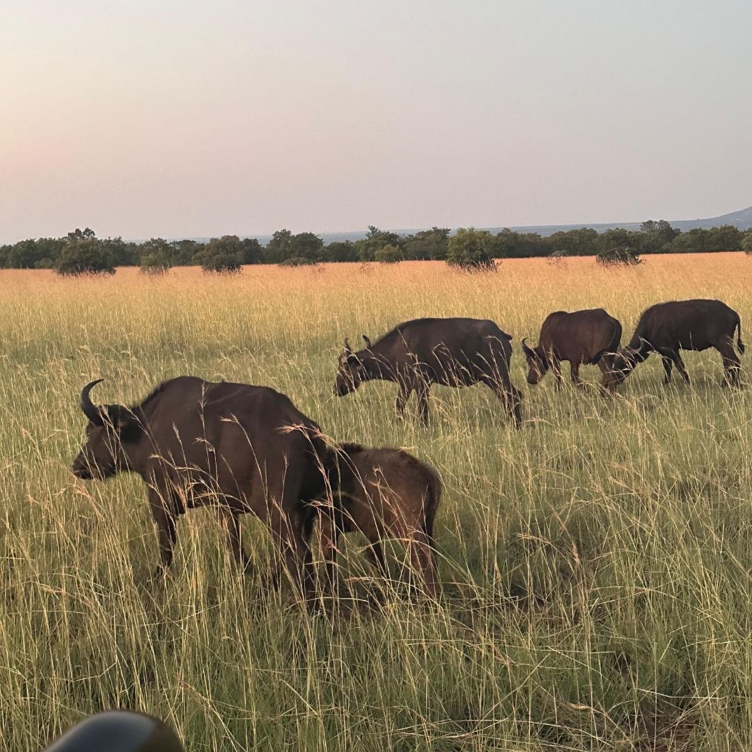 Ndlovukazi tour destination and experience